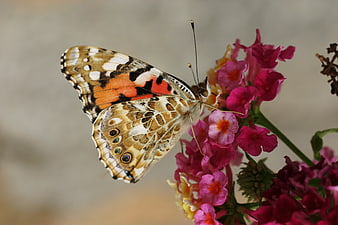 Painted Lady Butterfly on Pink Verbena Flowers