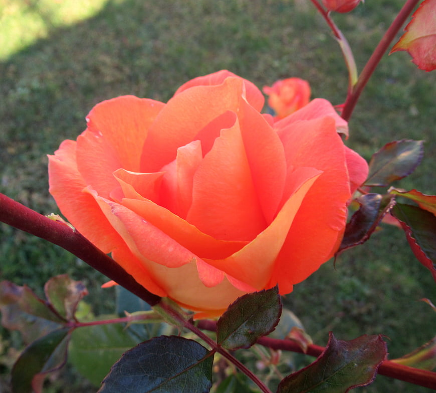 Vibrant Orange Rose Bloom in Garden