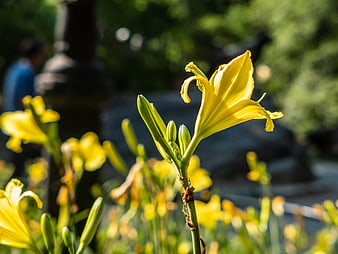 Yellow Daylily Flower in Sunlit Garden