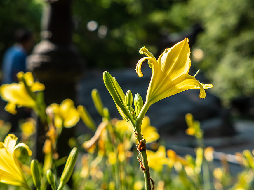 Yellow Daylily Flower in Sunlit Garden
