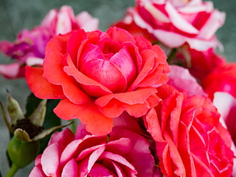 Vibrant Red and Pink Roses Close-Up