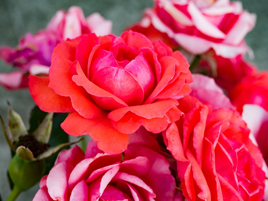 Vibrant Red and Pink Roses Close-Up