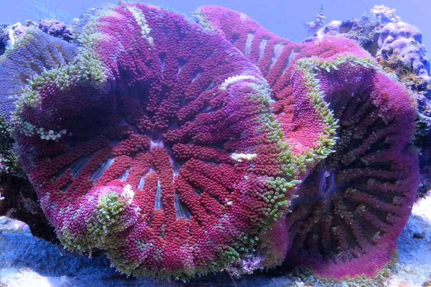 Vibrant magenta coral polyps underwater close-up