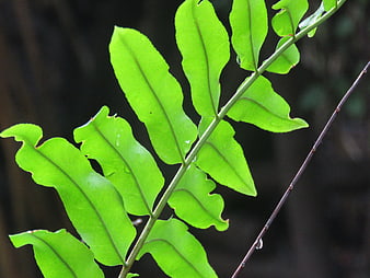Close-up of vibrant green fern frond with water droplets