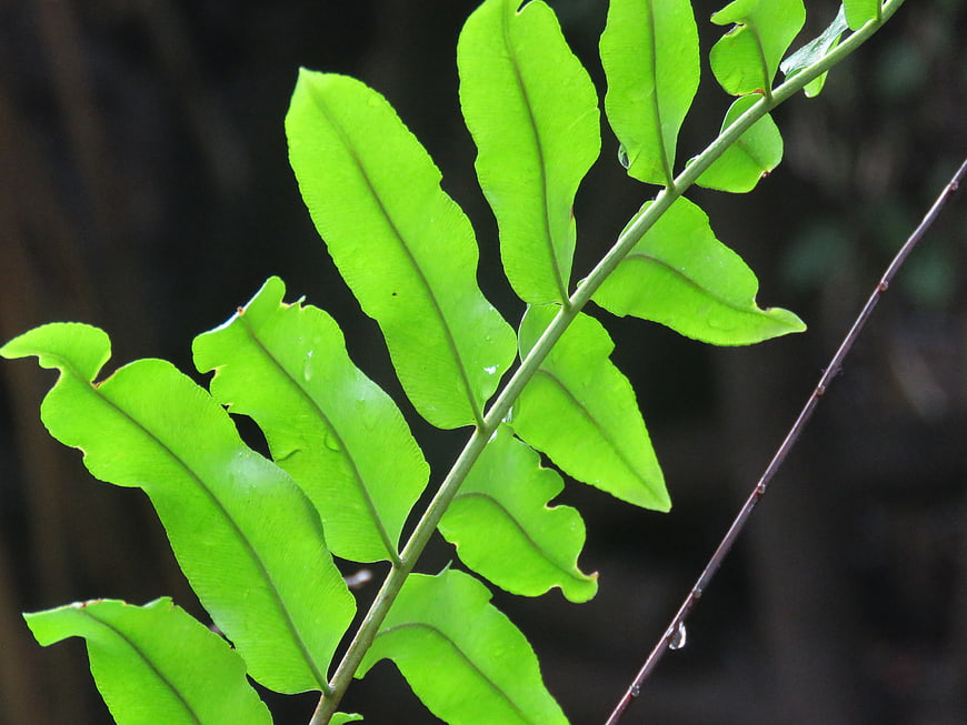 Close-up of vibrant green fern frond with water droplets