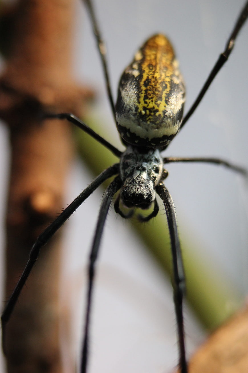 Close-up of a Golden Orb Weaver Spider on a Web