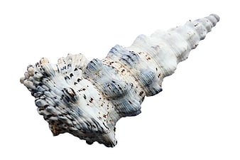 White and Blue Spiral Seashell on White Background
