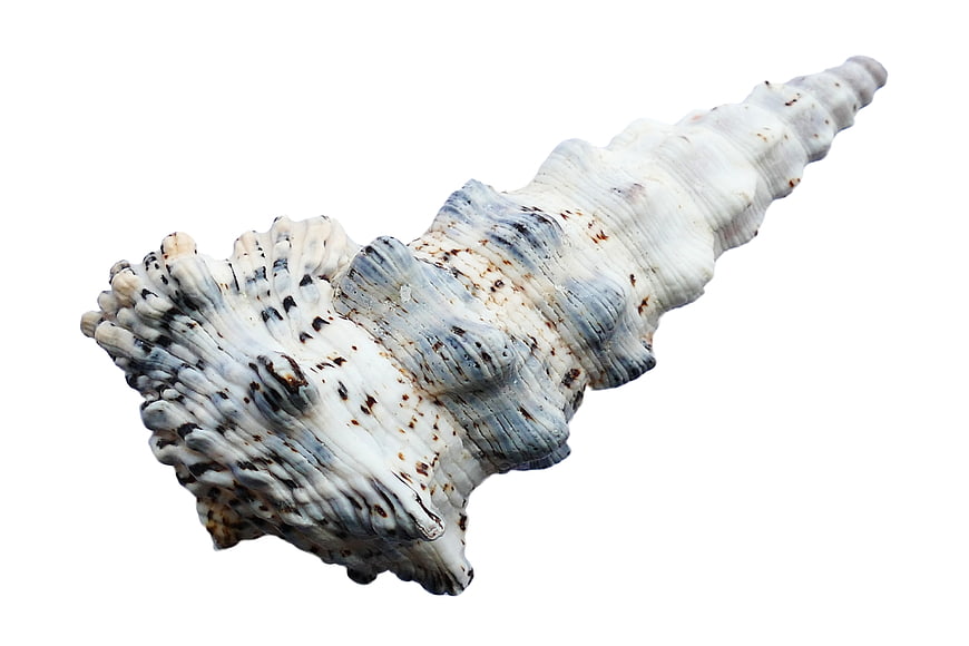White and Blue Spiral Seashell on White Background