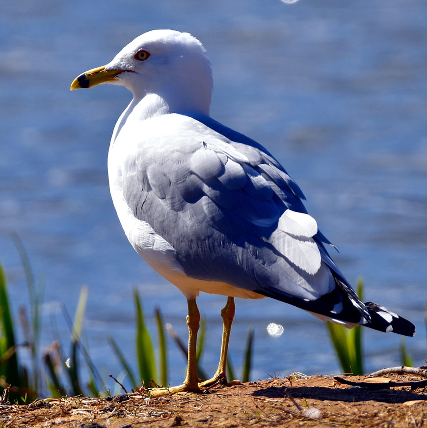 Seagull Standing on Shore with Blue Water Background
