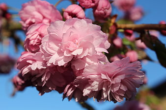 Close-up of pink cherry blossoms against blue sky