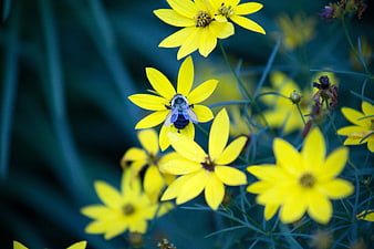 Bumblebee Pollinating Yellow Wildflowers in Garden