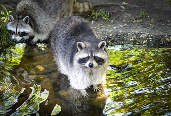 Two Raccoons Standing in Shallow Stream Water