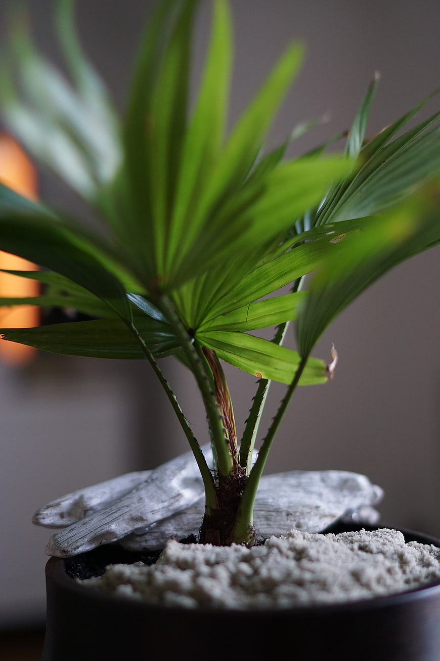 Close-up of potted palm plant with driftwood and sand