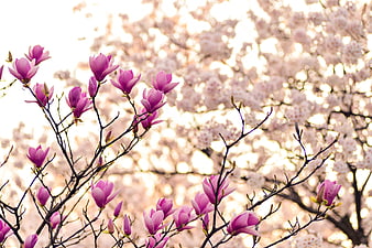 Pink Magnolia Blossoms on Branches with Blurred Background