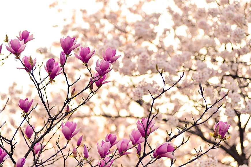 Pink Magnolia Blossoms on Branches with Blurred Background