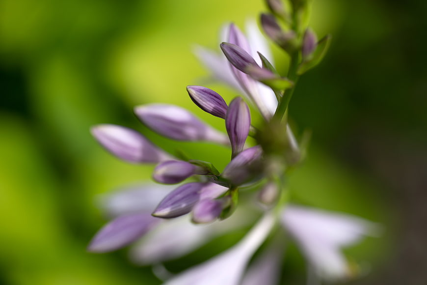 Close-up of purple hosta flower buds on green background