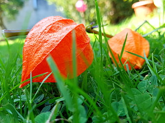 Close-up of orange physalis fruit in green grass