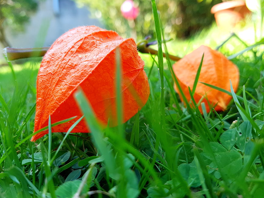 Close-up of orange physalis fruit in green grass