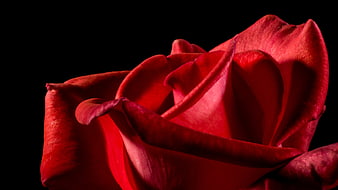 Close-up of a vibrant red rose on a black background
