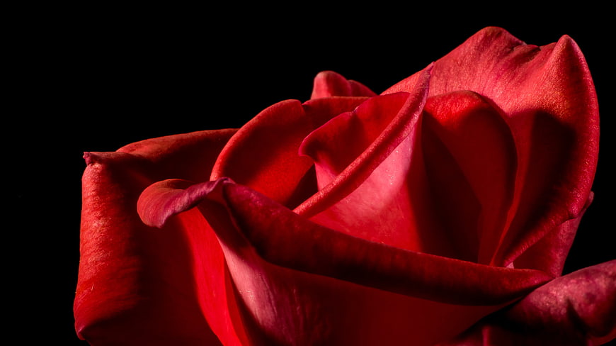 Close-up of a vibrant red rose on a black background