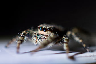 Macro close-up of a jumping spider with large eyes