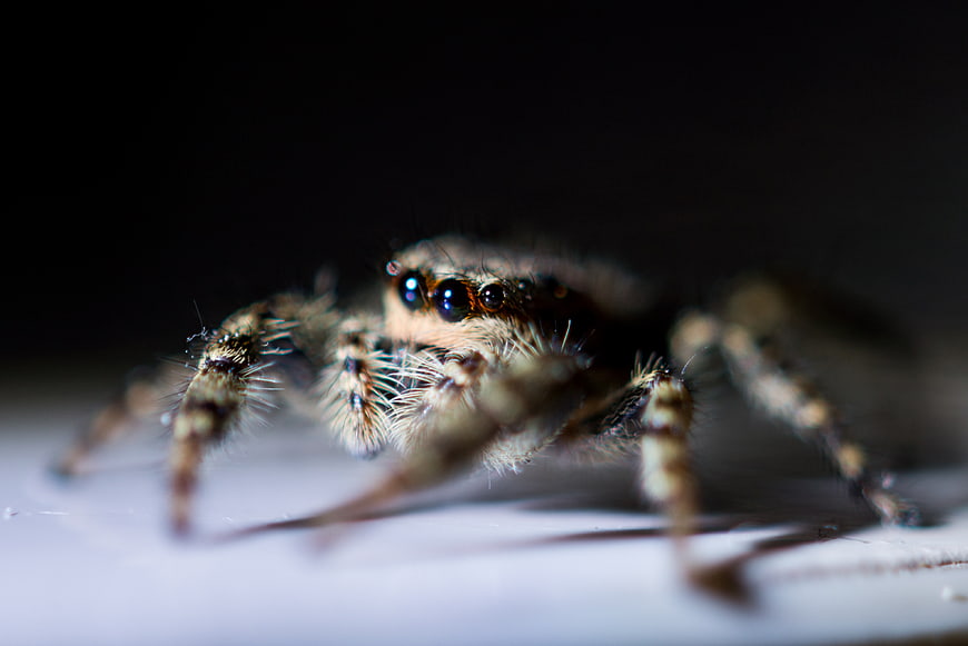 Macro close-up of a jumping spider with large eyes