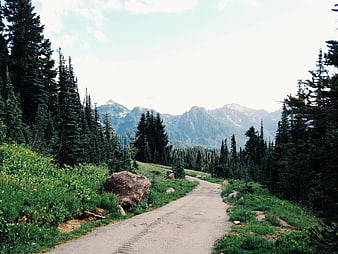 Winding Gravel Road Through Forest to Mountains