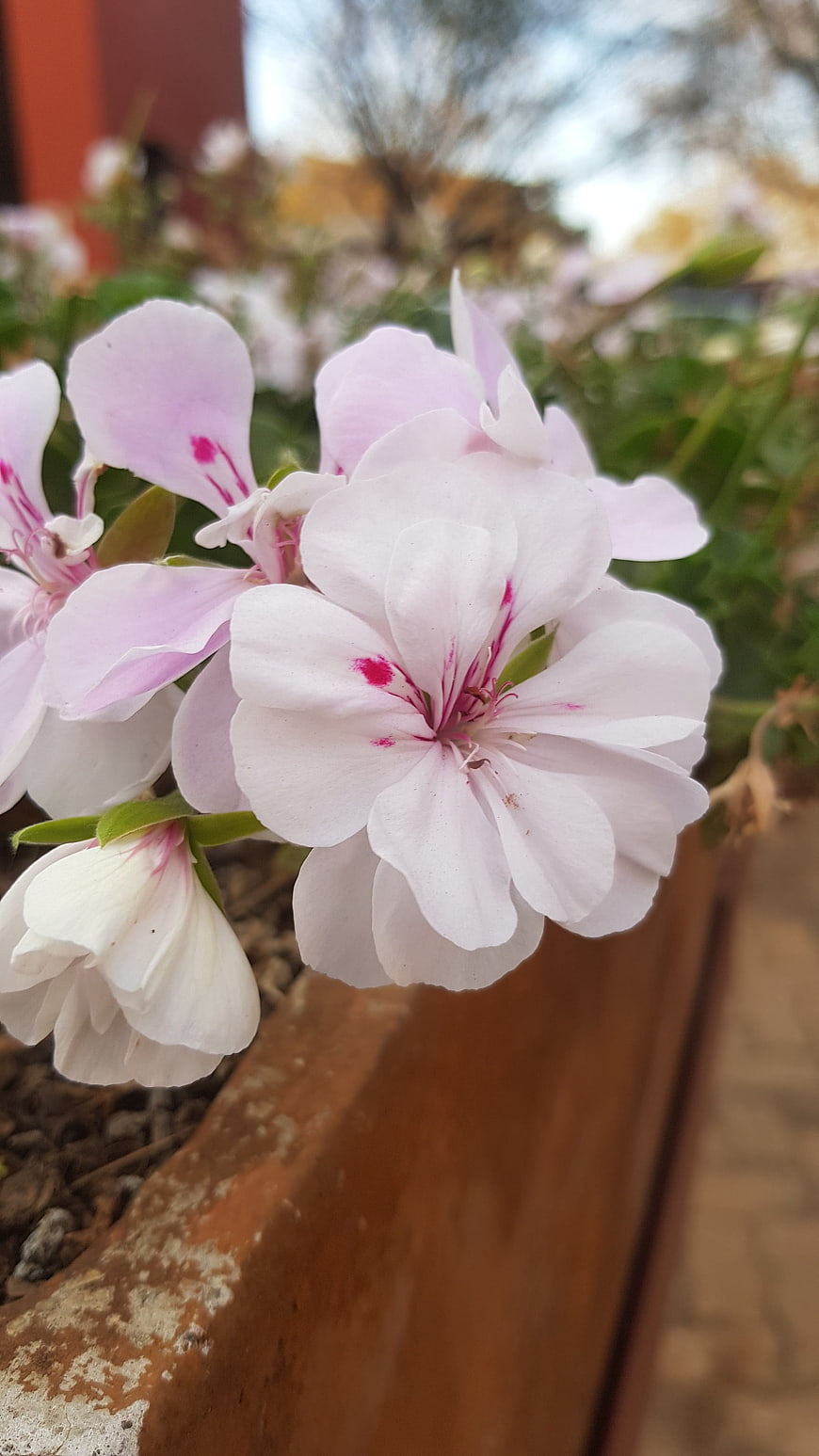 Close-up of delicate pink geranium flowers in a planter