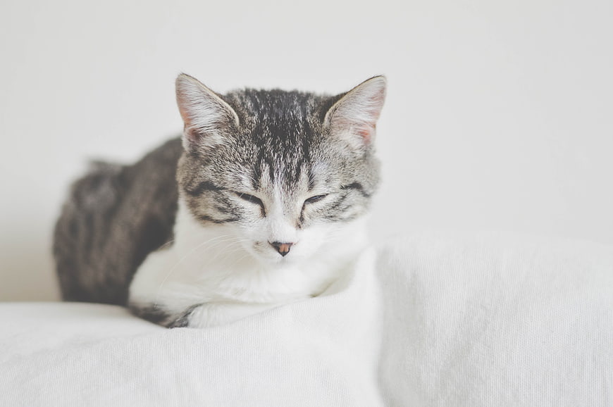 Sleepy gray tabby cat resting on white blanket