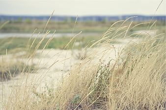 Golden Beach Grass Blowing in Wind on Sandy Shore