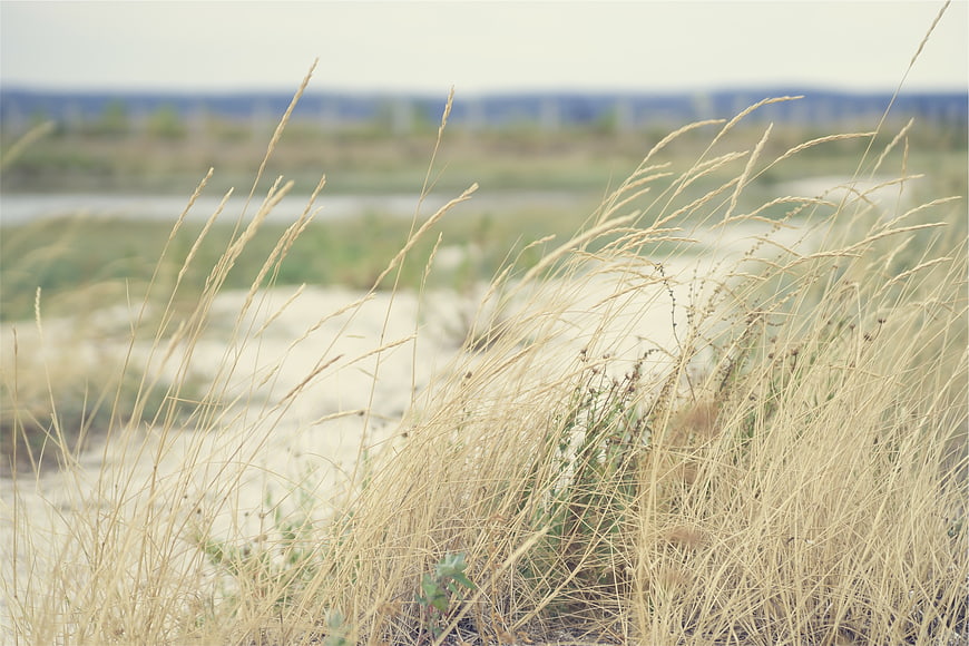 Golden Beach Grass Blowing in Wind on Sandy Shore