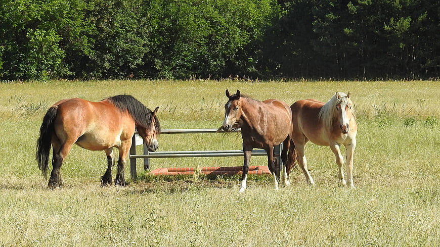 Three draft horses grazing in a sunny summer pasture