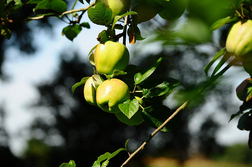 Fresh green apples hanging on a tree branch in sunlight