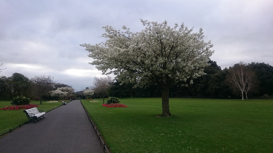 Blooming White Tree in Green Park with Pathway