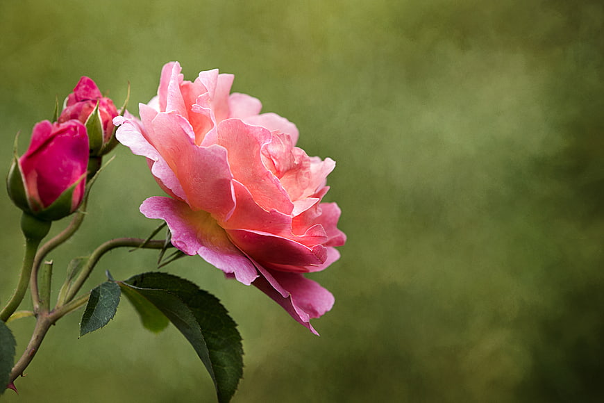 Pink Rose Bloom and Bud on Green Background