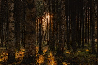 Sunlight streaming through dense pine forest in autumn
