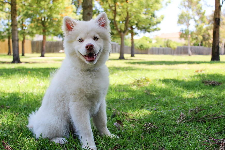 Fluffy White Samoyed Puppy Sitting on Green Grass