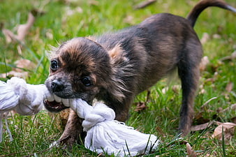 Small brown puppy playing tug of war with rope toy