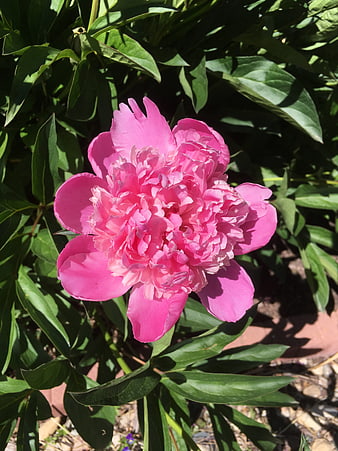 Vibrant Pink Peony Flower in Full Bloom
