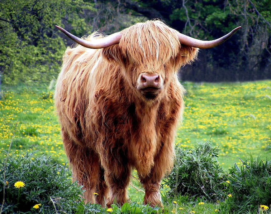 Portrait of Highland Cow in Green Meadow with Yellow Flowers