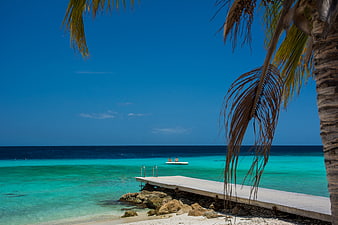 Tropical beach with turquoise water, wooden dock, and palm tree