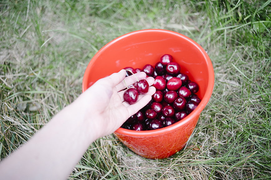 Hand holding fresh cherries over orange bucket on grass