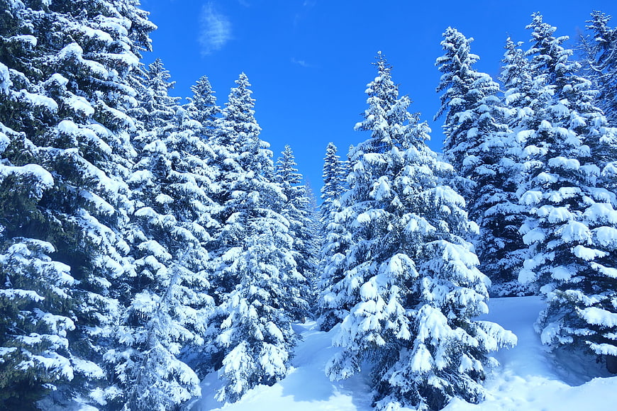 Snow-covered pine trees in a winter forest under blue sky