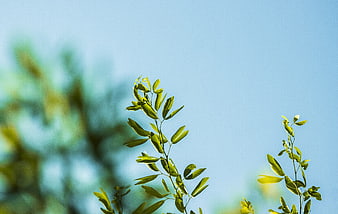 Green Leaves Against Blue Sky with Bokeh Background