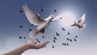 White Dove Flying from Hand Symbolizing Peace and Freedom