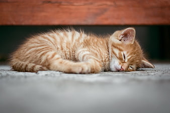 Sleeping Orange Tabby Kitten on Concrete Floor