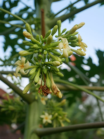 Close-up of Papaya Tree Flowers and Buds