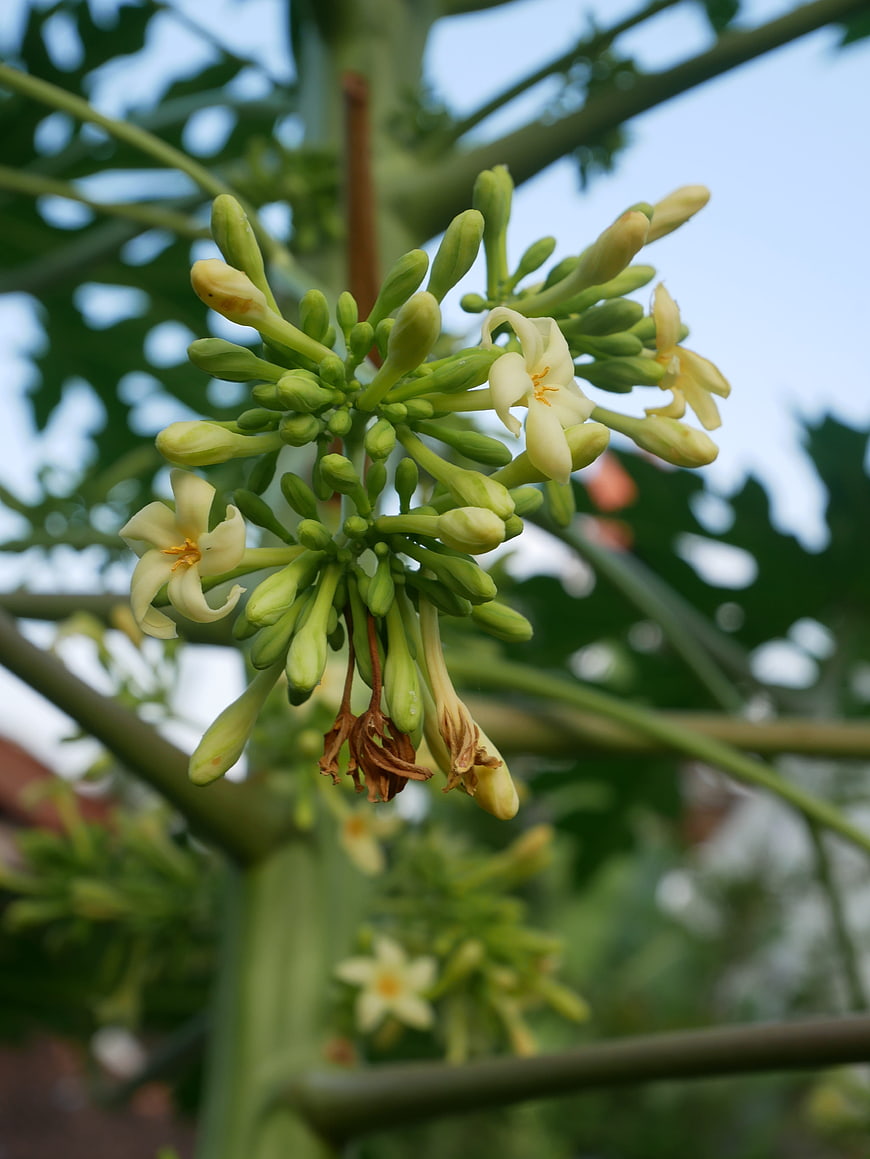 Close-up of Papaya Tree Flowers and Buds