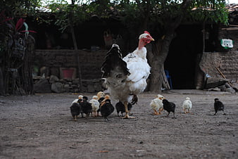 Mother Hen with Chicks in Rural Farmyard