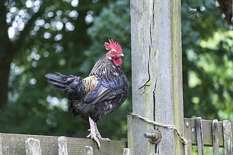 Black Rooster Perched On Weathered Wooden Farm Fence